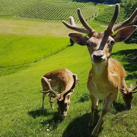 Turisticna Kmetija Protner * Pernica