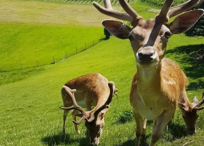 Turisticna Kmetija Protner * Pernica